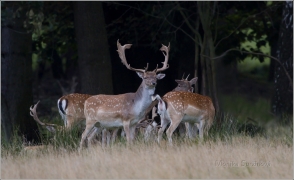 <p>DANĚK SKVRNITÝ (Dama dama) Šluknovsko - obora /Fallow deer - Damhirsch/</p>
